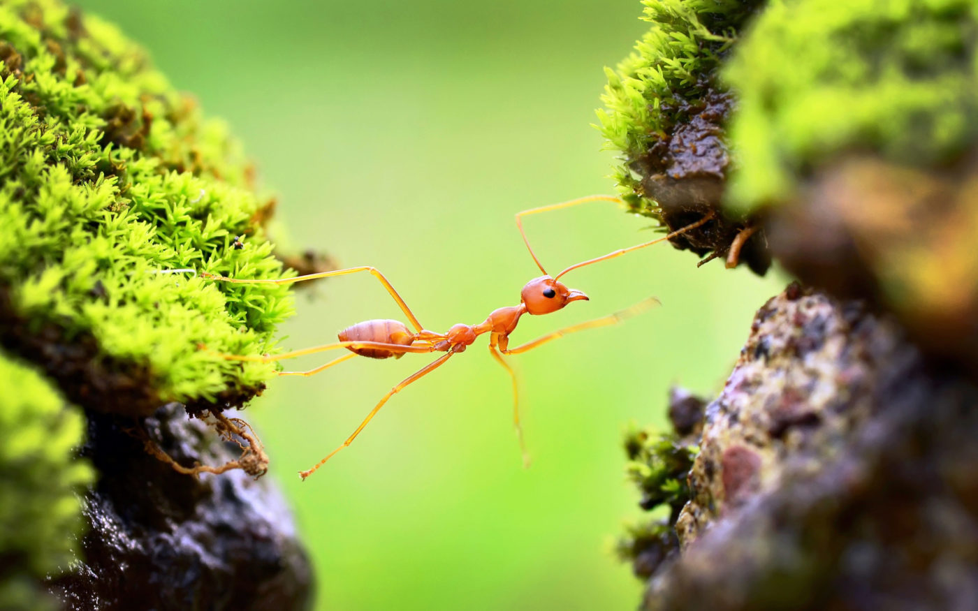 A fire ant is crossing at full stretch between two mossy stones